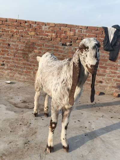 makhi chini Bakra age 15 months