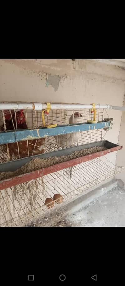 urjent sale birds with cage