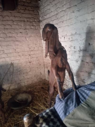 urgent sale pure nagra 2 bakry