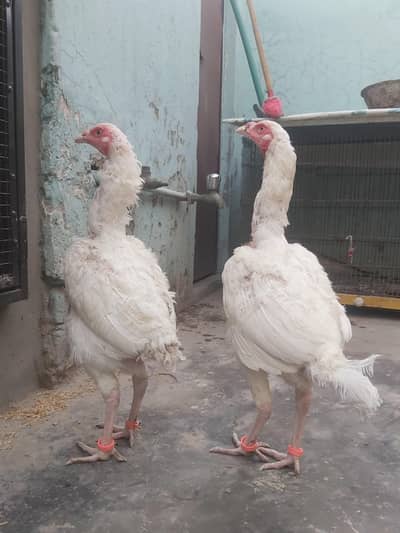 Paper white trio price