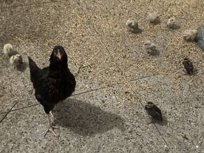 Seel murgi with child