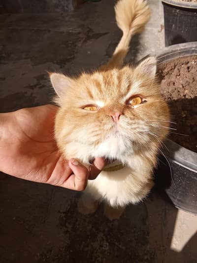 Persian male cat triple coated with golden eyes for sale