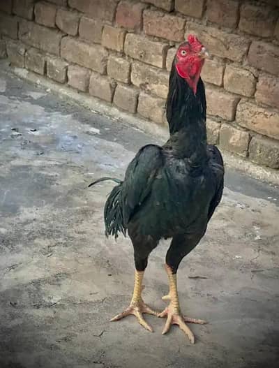 Top Quality Mushka For sale