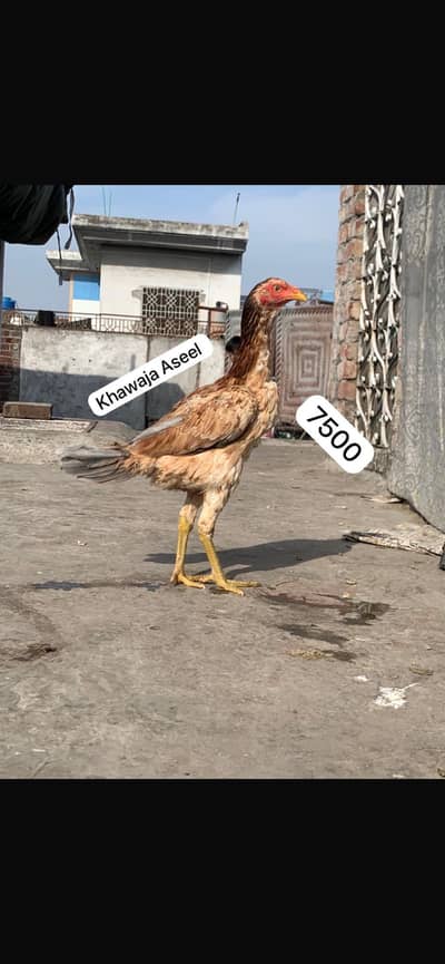 Thai Aseel Pakoye Madi