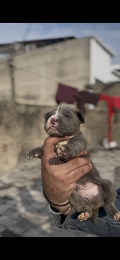 Pitbull top quality male puppies available