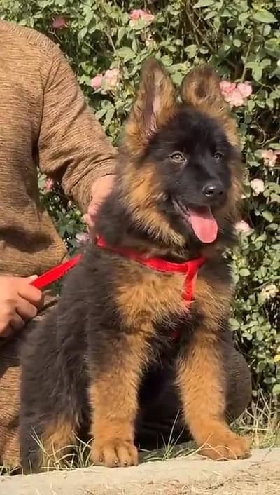 German shepherd puppies  double cot my WhatsApp number 0340729094o