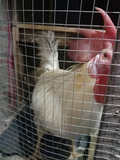 urgent sale 0324 9489187 watpp text me