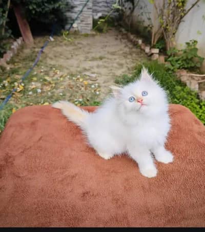 Persian cat for sale my WhatsApp number  0320-12*095-89