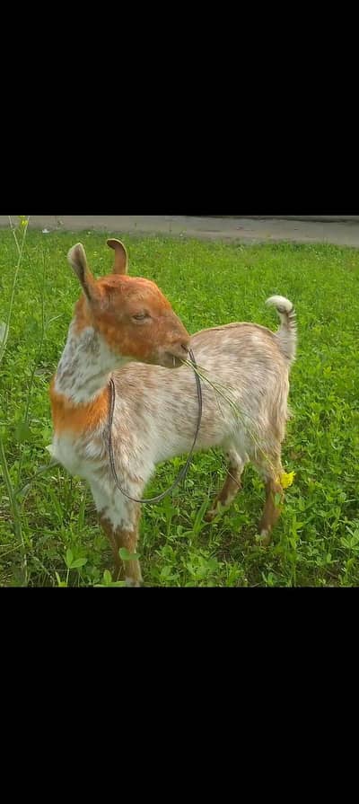 Pure Barbari Male or Hotel Ghulabi Path for sale