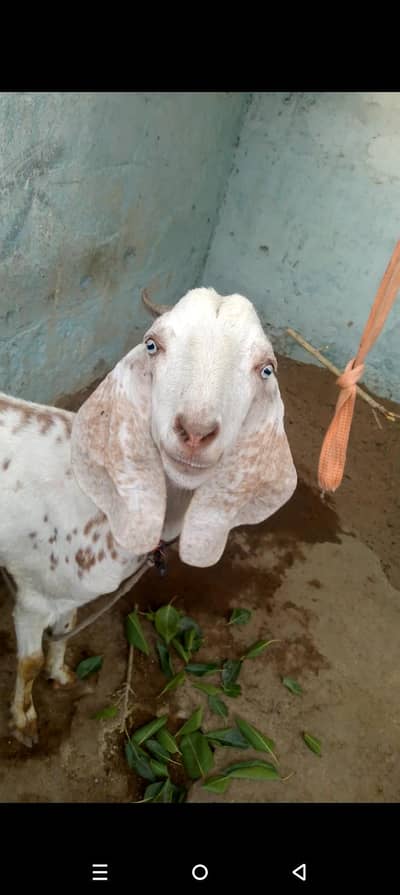 Achee or bhetreen Panjab nasal baqri Adha kilo time ka dodh hia