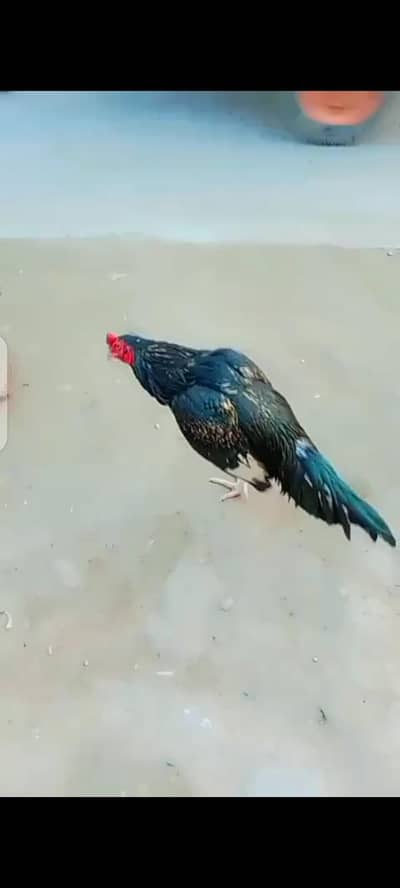 asseel murga for heavy quality