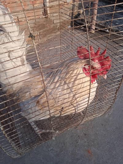 Desi white aseel hens