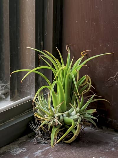 Air plants (no need soil or pot)