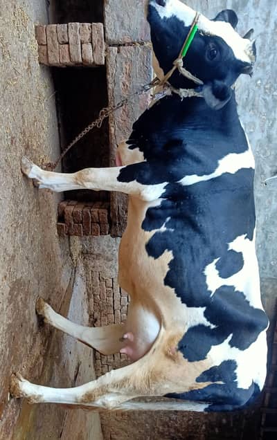 Pure fresian | Friesian Cow | Fist timer | Milking Cow |  Female  Calf