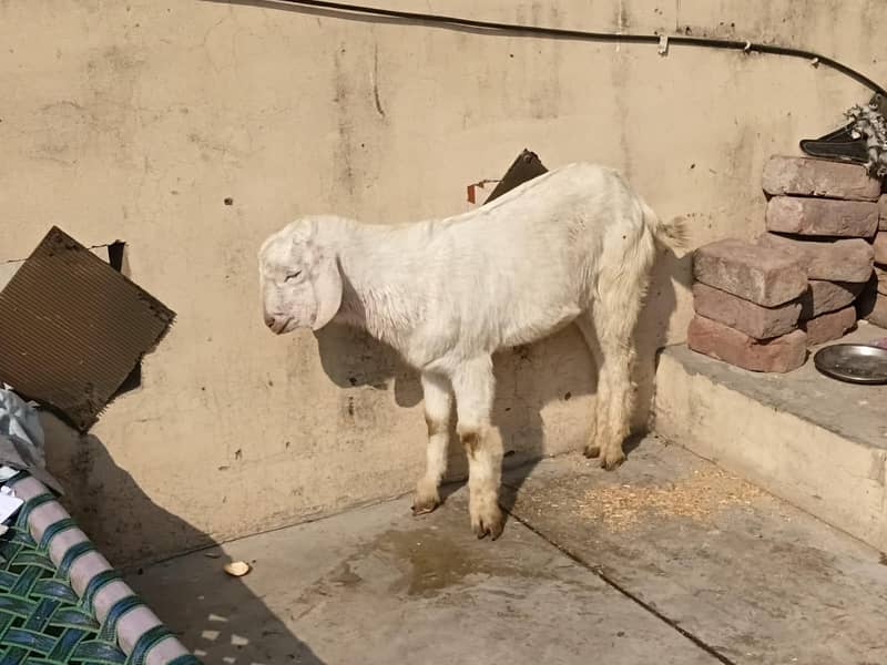 bakra rujunpuri 1
