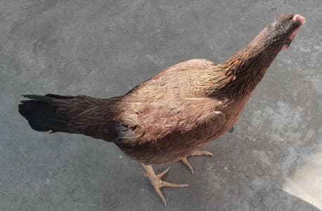 mianwali female aseel hen