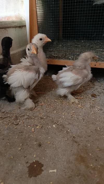 Blue/Black/white bantam + Brahma + Buff chicks