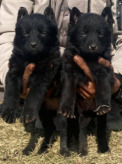 black German Shepherd puppies for sale