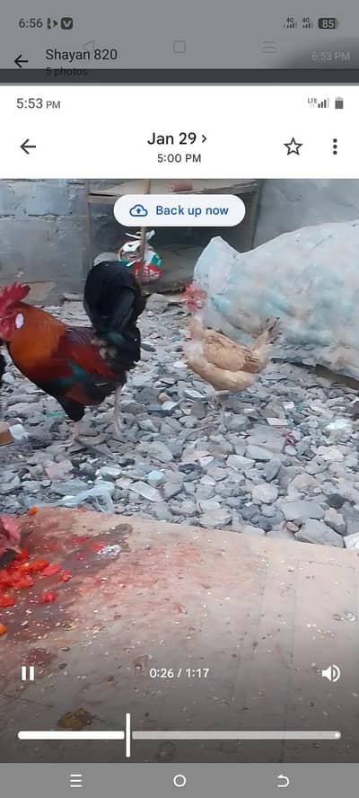 ande wali misri or morga sale Karna he