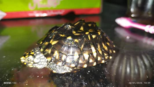 Black Pond is looking for new shelter