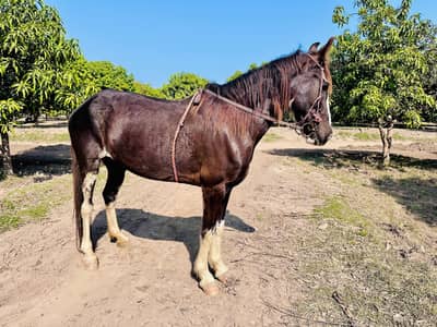 Ghori Muskhi 5 kalya