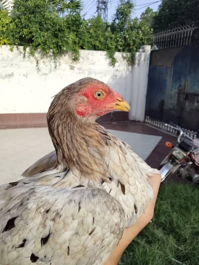 high quality aseel  breed pathi