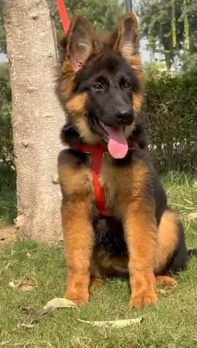 German shepherd puppies  double cot my WhatsApp number 0340729094o