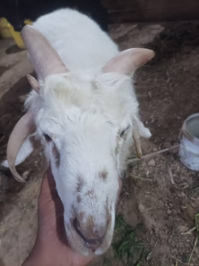 Nayab dumba  5 singha