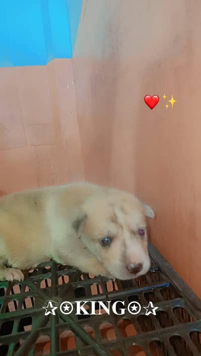 3 dogs 1male 2femail