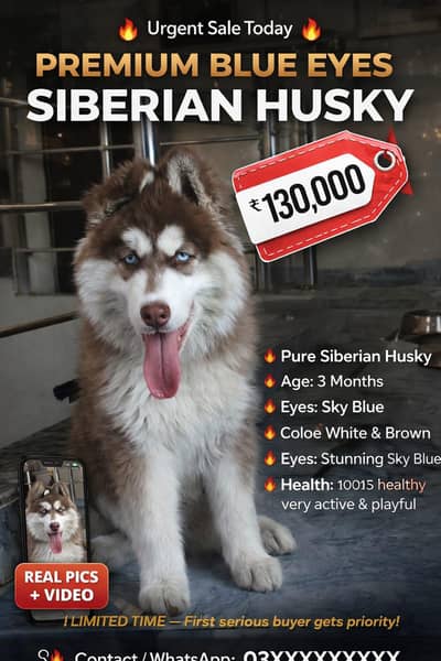 Siberian husky blue eyes