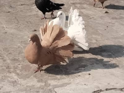 breeder pigeons , cocktail, Love bird fisher