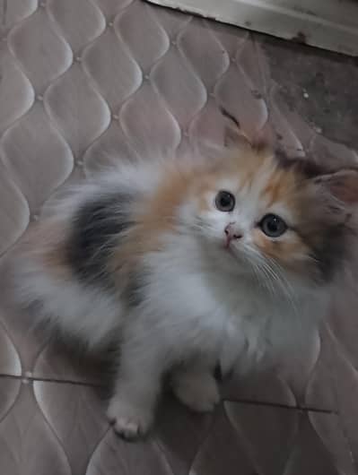 Persian kitten