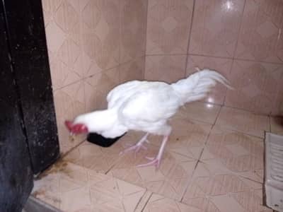 hera Aseel  Murga  white nook Nalli