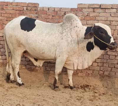nukra Bull | cholistani Wcha | ablak Bull | bachry |qurbani bull Wacha