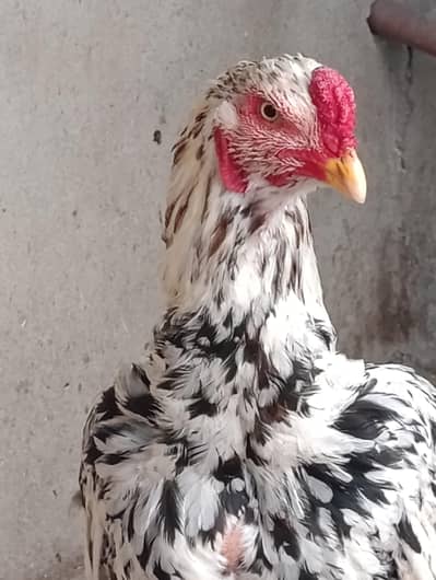 Aseel Cheena Pair for sale