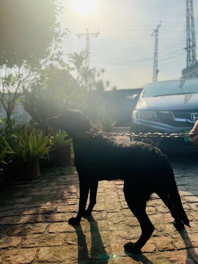 Virgin Labrador Female For Sale