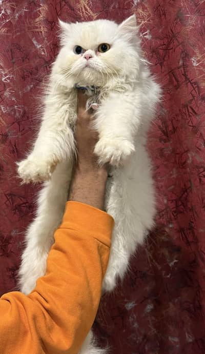 Female Adult Cat For Sale