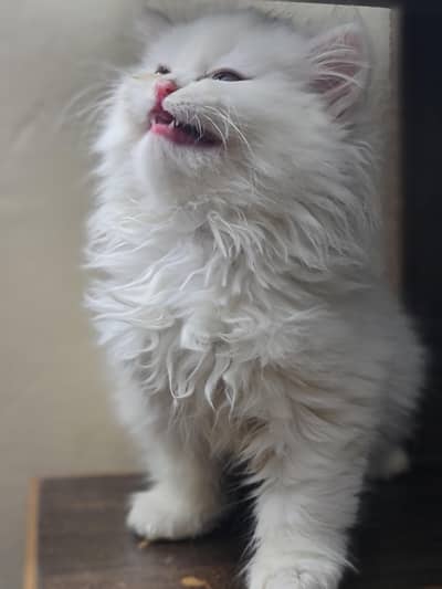 Persian kittens