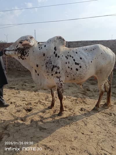 nukra Bull | Pure cholistani Wcha | ablak Bull | bachry |qurbani bull
