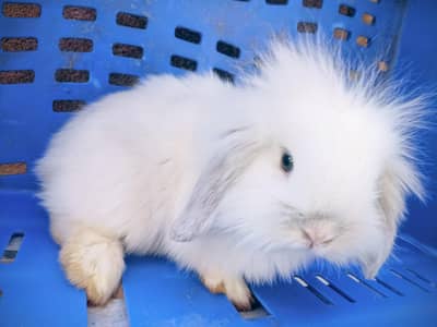 Holland Lop, English Angora, Hotot, Bunnies