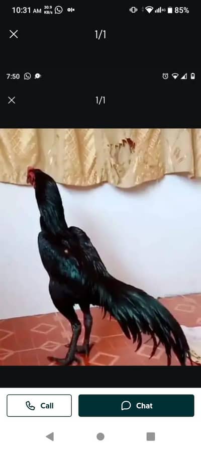 breed aseel heera my WhatsApp number 03263875929