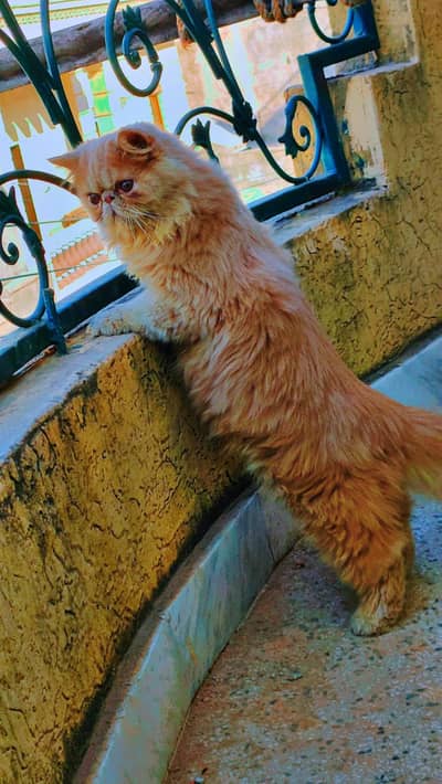 pure Persian punch face cat available for mating