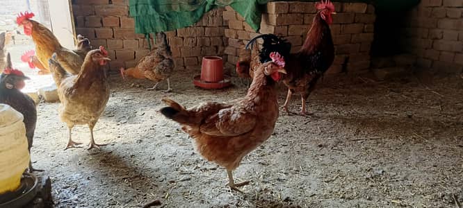 golden misri mughiia