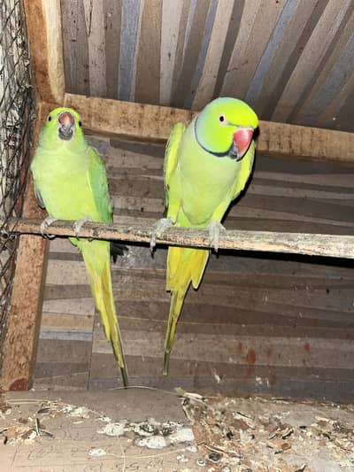 Green ring neck talking breeder pair for sale