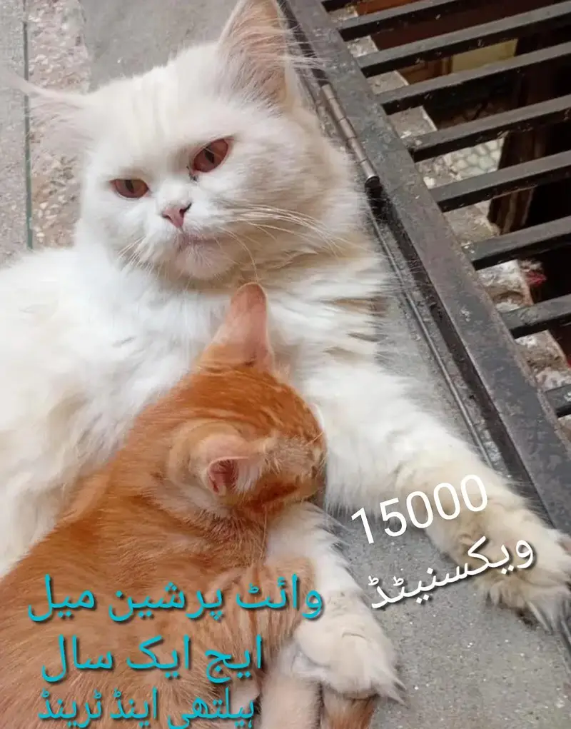 . اورنج کیٹ کے بچے03251230030 وٹس ایپ. — photo 3