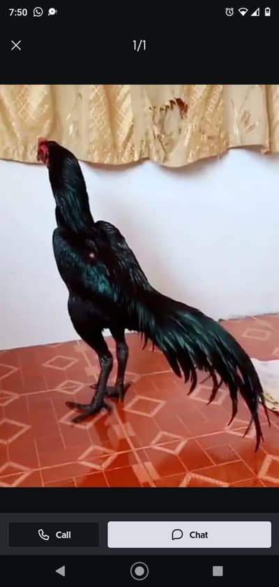 breed aseel heera my WhatsApp number 03263875929