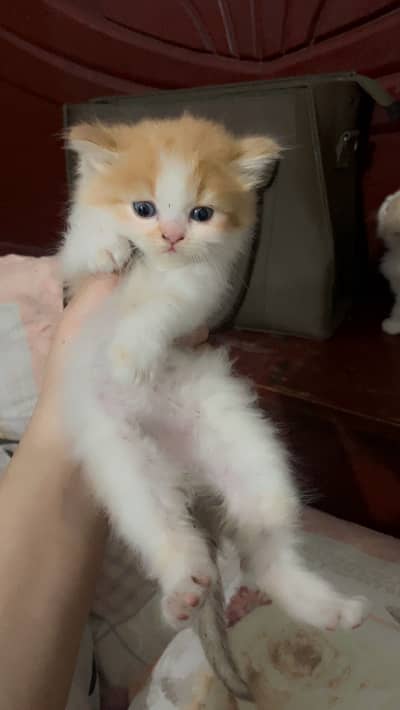 Pure Persian Kittens