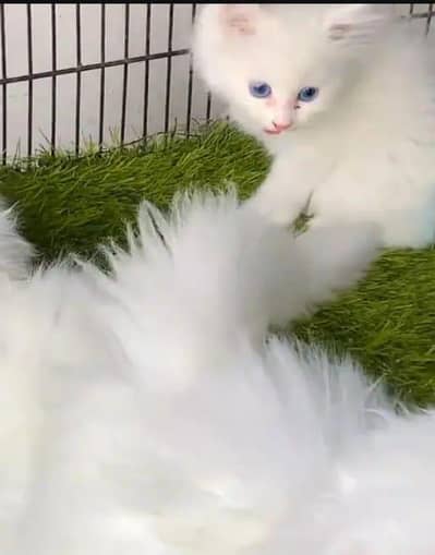 Persian cat available my WhatsApp 0342==2674==914