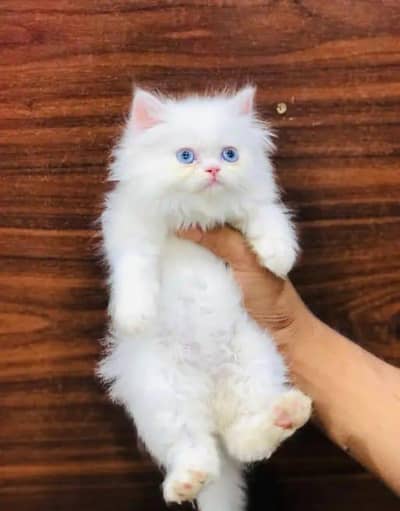 Persian cat available my WhatsApp 0342==2674==914