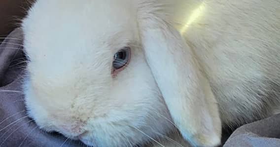 Pure Breed Holland Lop Bunnies Healthy and Active Pair